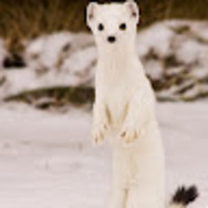 Meet your Posher, Hayden